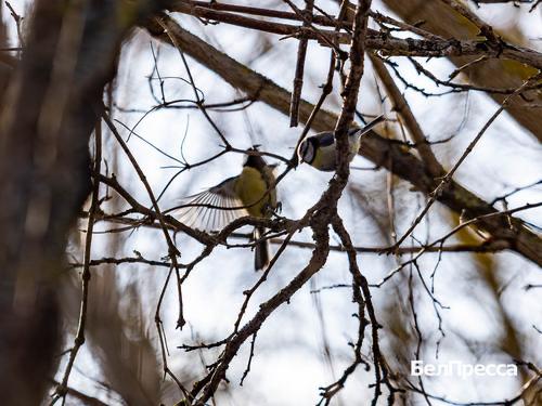 Какие птицы приносят на крыльях весну?