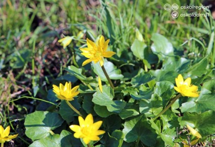 ������ ����, �������������!