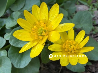 ������ ����, ��������!. �������, 4 ������, � ������ ��������� �������� � ������������ ������