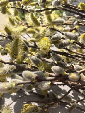 Дорогие друзья! Поздравляем вас с большим христианским праздником — Вербным воскресеньем!