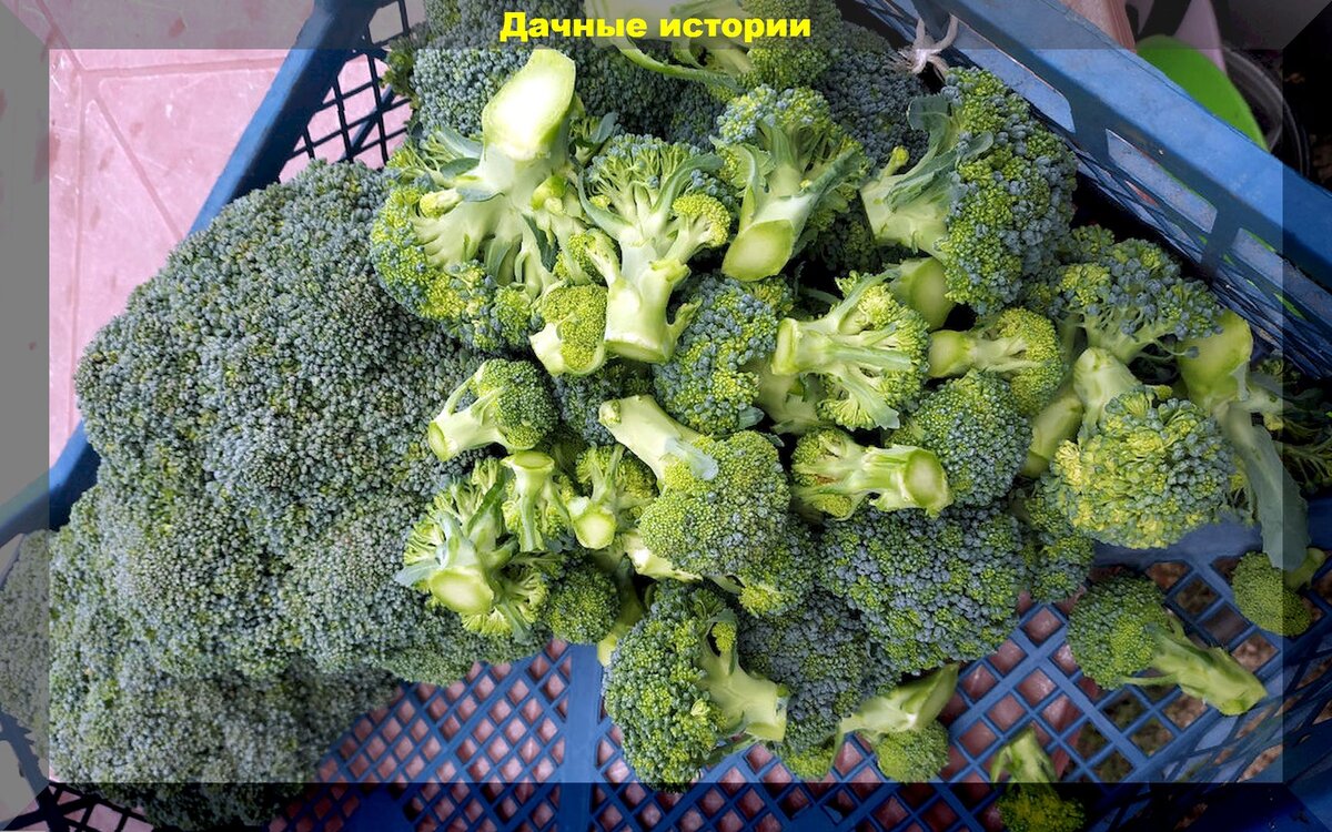 Выращивание брокколи: секреты успешного огорода