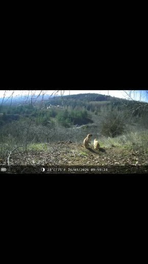 Сурки в Ботаническом саду БелГУ