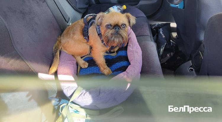 Каждый шестой житель Белгорода берёт питомца с собой в поездку