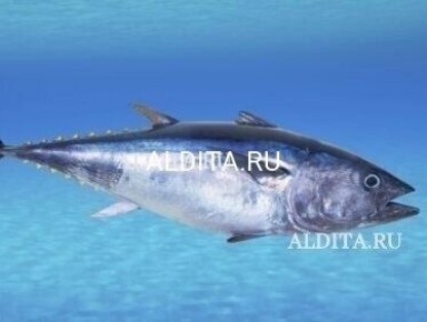 Тунцовая рыбалка: новое увлечение для любителей адреналина в Приморье