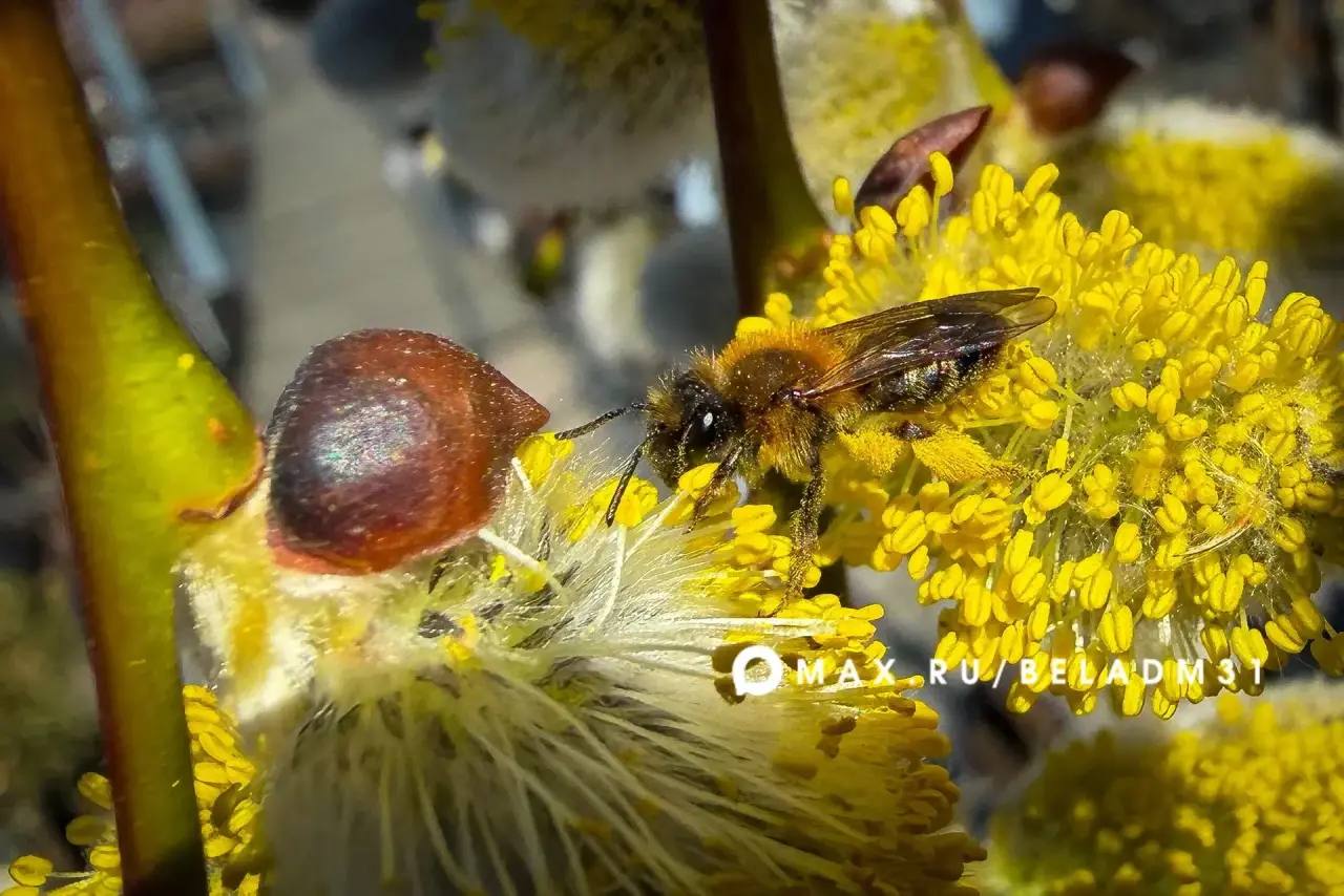 Доброе утро, Белгород!. 6 апреля нас ждёт тёплая и солнечная погода