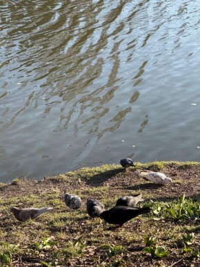 Доброе утро, белгородцы!. Сегодня средняя температура днём составит 18 градусов тепла