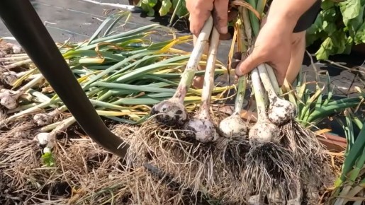 Секреты успешного роста чеснока: отгребаем землю и получаем крупный урожай
