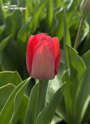 � ��������� ������������ ������ ��������