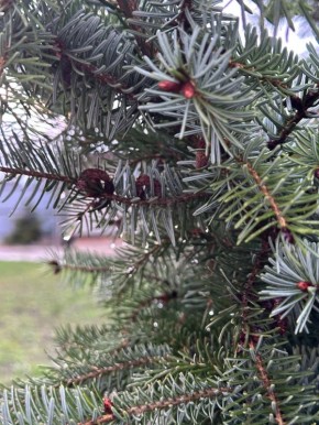 Доброе утро, белгородцы!. Сегодня прогноз неутешительный: будет посмурно и дождливо