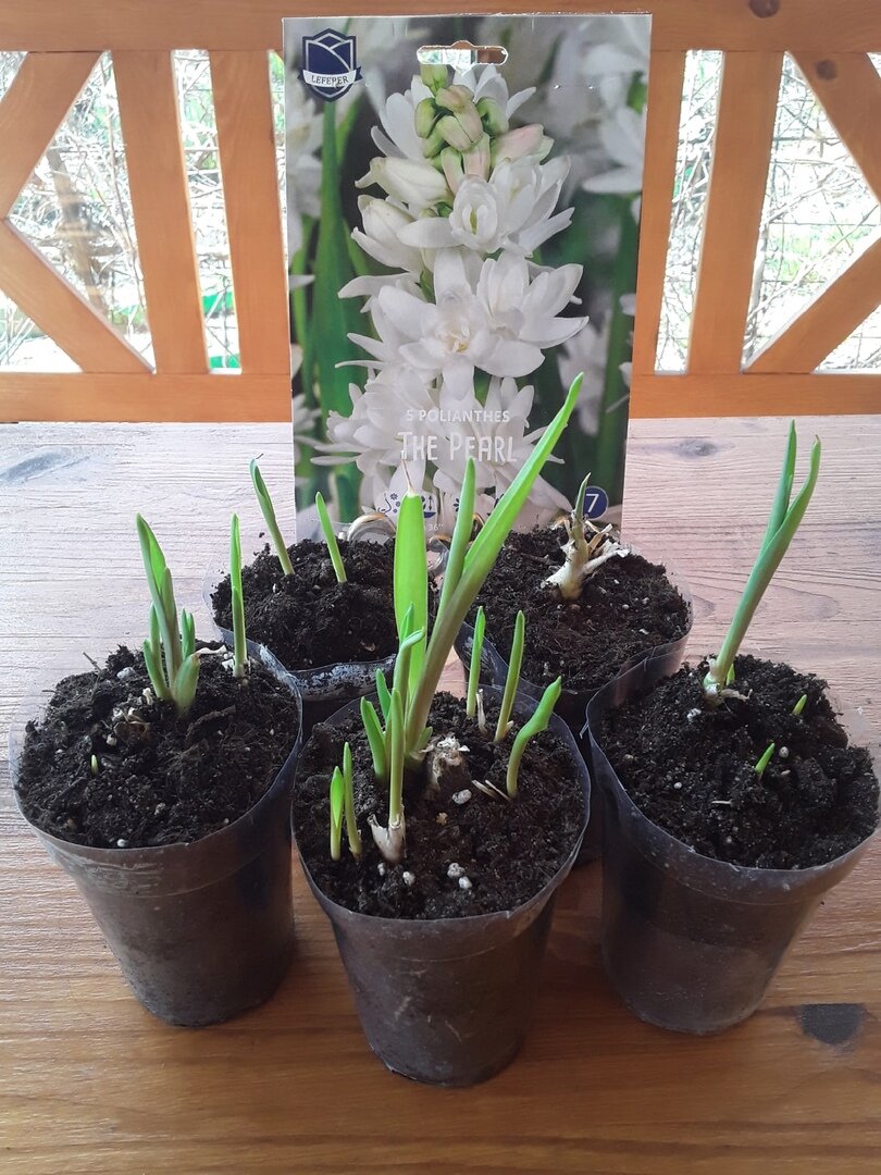 Тубероза: три способа проращивания, один идеальный результат