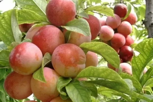 Слива Людмила: ключ к стабильному урожаю