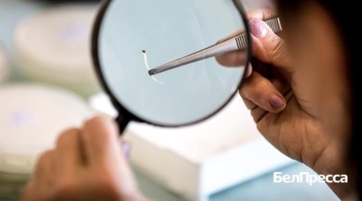 С пинцетом и лупой. Белгородской области проверяют семена перед весенней посевной