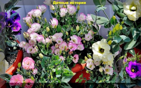 ������� ������� ������ �������: ��� ��������� ������� �� ����� �������