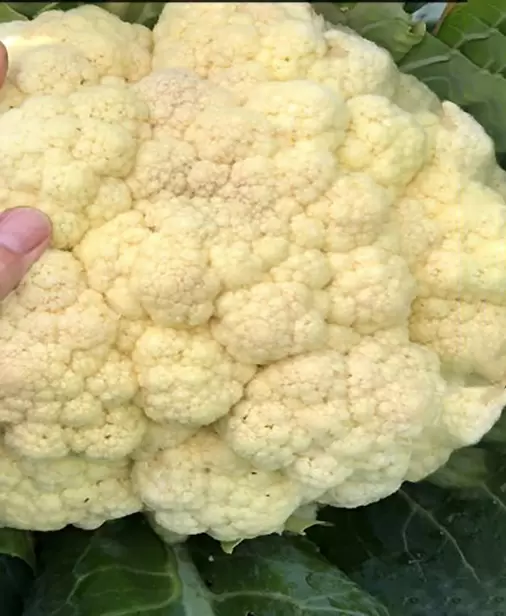 Цветная капуста: полезные свойства и кулинарные достоинства