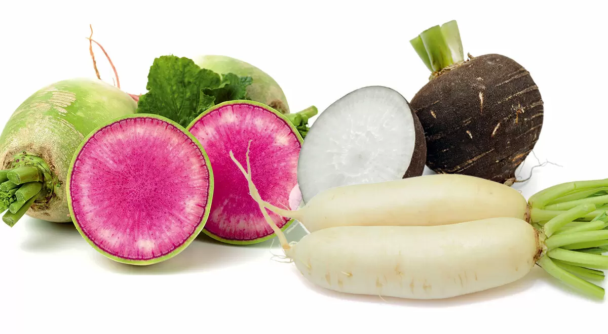 Редька: сокровища корнеплода и идеи для вкусных блюд