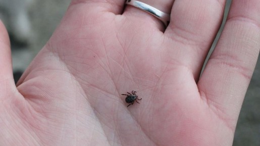 В Белгородской области проведут акарицидную обработку на площади более 1 000 га