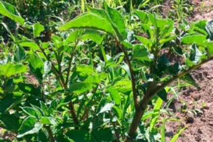 Синий картофель Салблю: уникальный сорт для успешного огорода