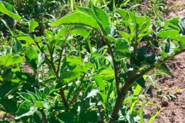 Синий картофель Салблю: уникальный сорт для успешного огорода