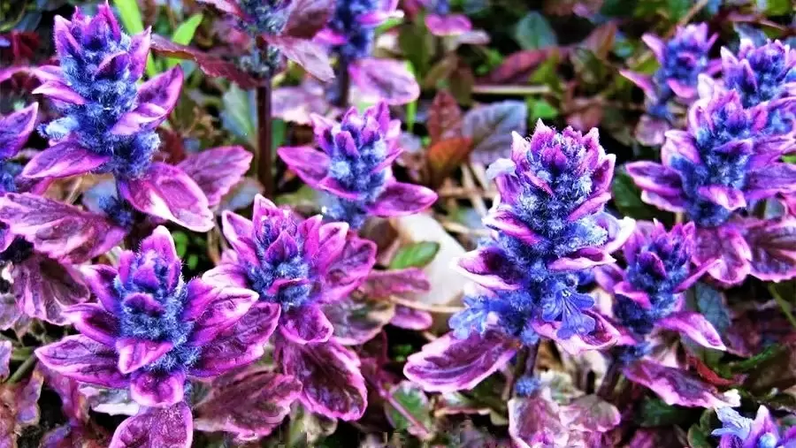 Лучшие неприхотливые цветы для вашего сада