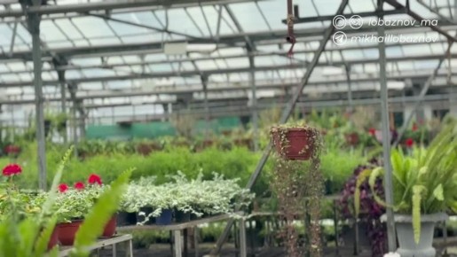 Михаил Лобазнов: Природа только просыпается после непростой зимы, а наши специалисты «Зеленстроя» уже выращивают будущие украшения города