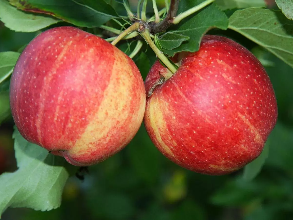 Как спасти урожай: эффективные методы борьбы с плодожоркой