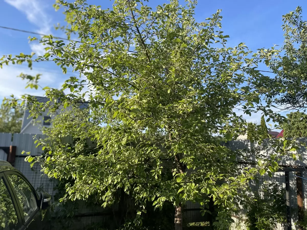 Когда деревья соседа на грани вашей территории: практические рекомендации агронома