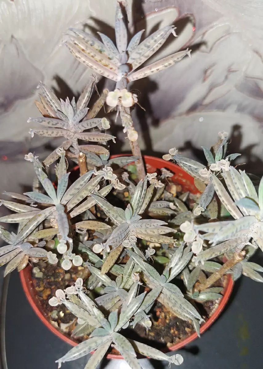 Каланхоэ тубифлора: вечное очарование и простота ухода