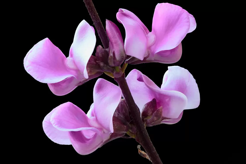 Долихос: Вьющаяся красота для вашего сада