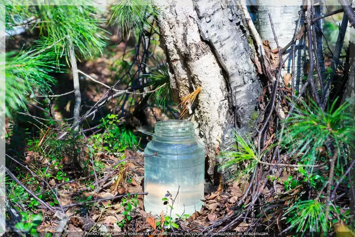 Как лесные дары помогают в садоводстве: хвоя, берёзовый сок и мох для вашего участка