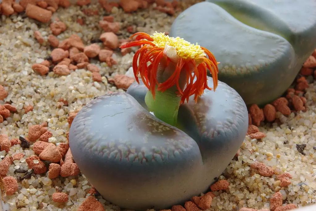 Литопсы: как заботиться об этих удивительных камнях-растениях