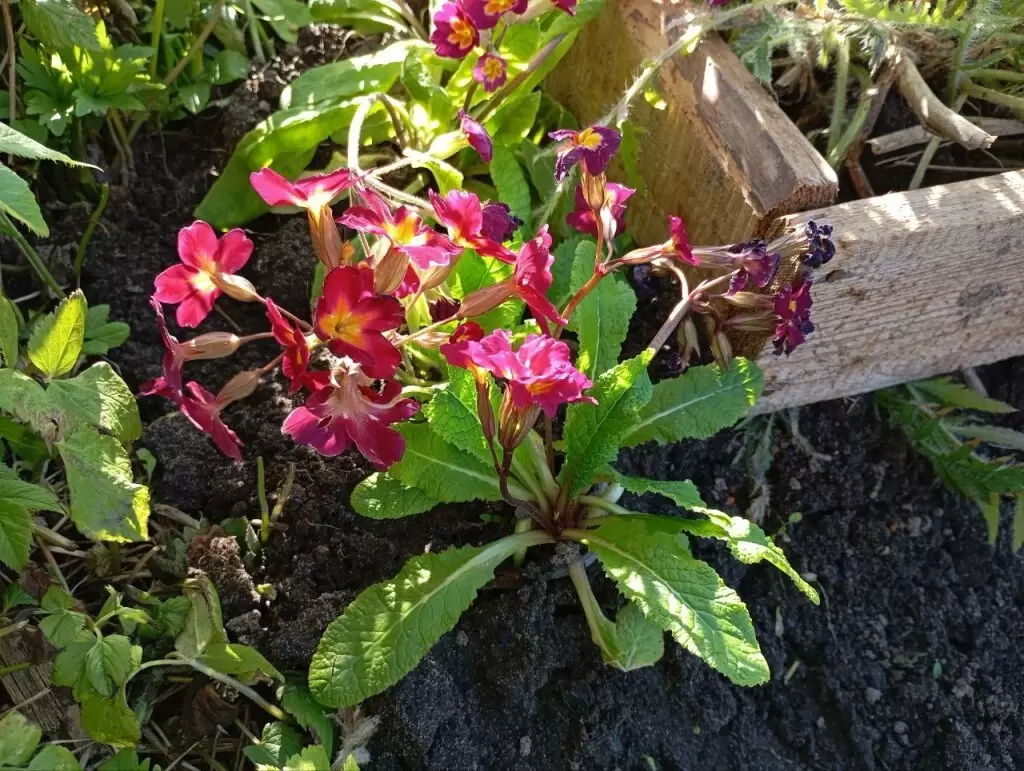 Весна на кладбище: какие многолетние цветы могут украсить могилы