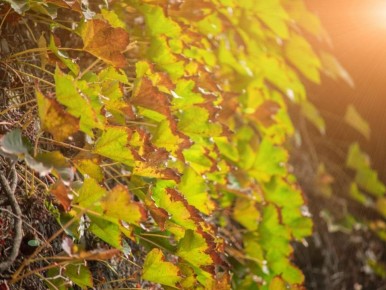 Ржавчина растений: как защитить урожай от грибкового нашествия