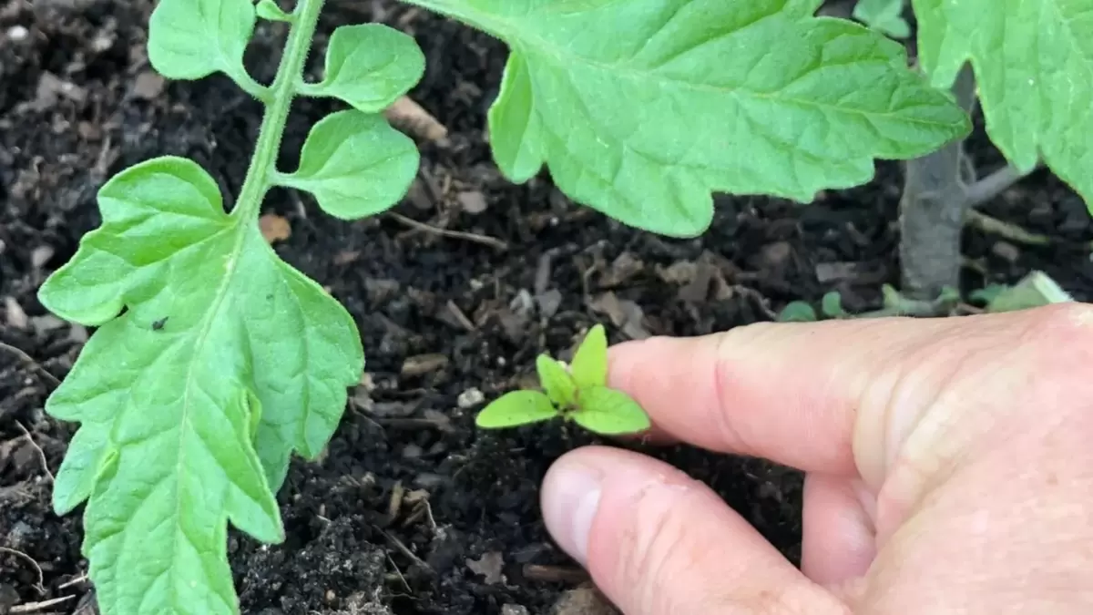 Как сорняки помогают защитить томаты от фитофторы