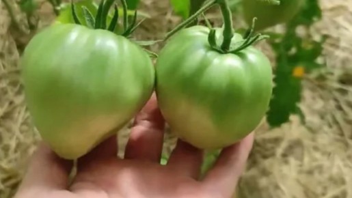 ��� ������������������ ������ ������������ �����������: ������� ������ ���������� ������������