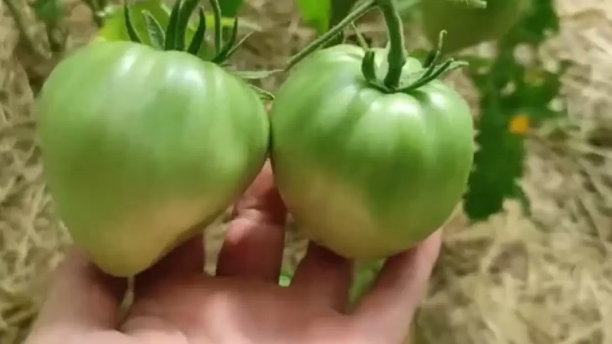 Как разрекламированные семена разочаровали огородников: история одного неудачного эксперимента