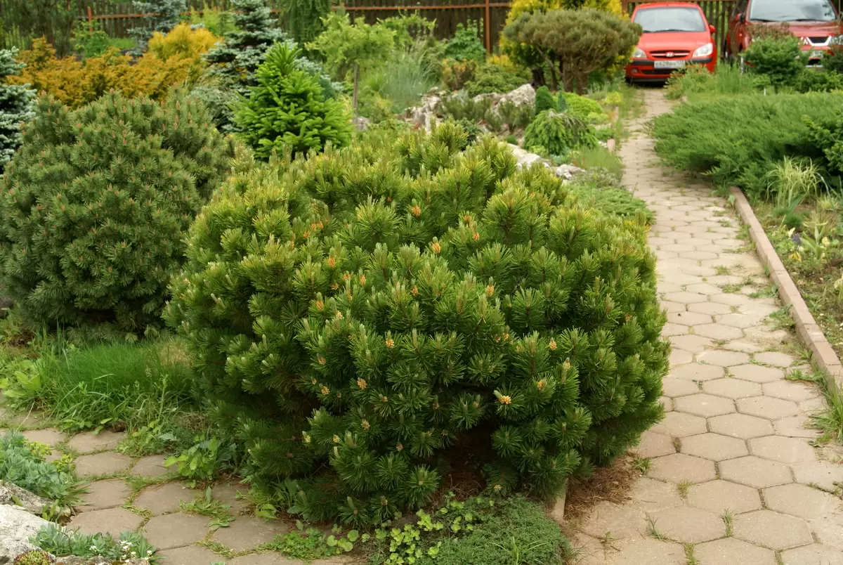 Как создать идеальную крону хвойных: советы от эксперта