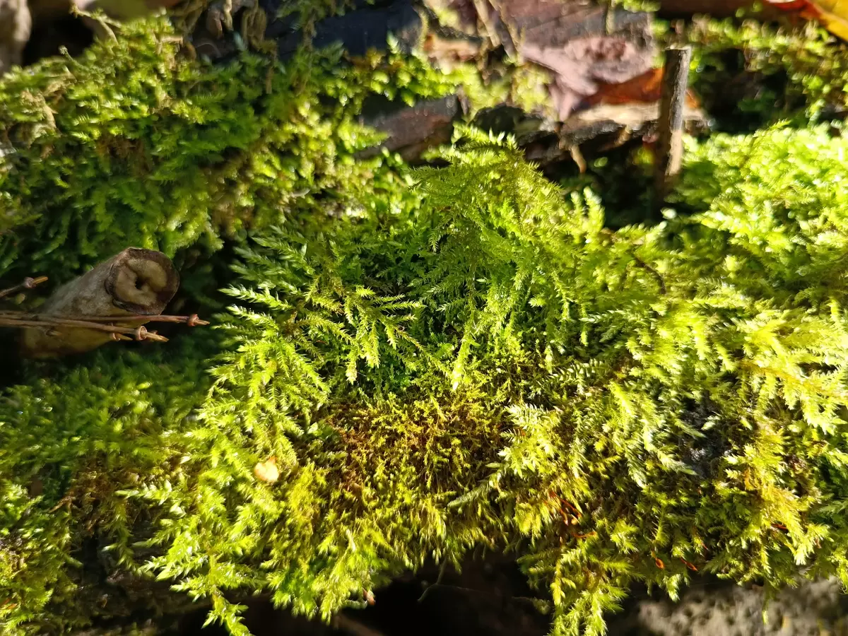 Появление мха в теплице: как распознать и предотвратить