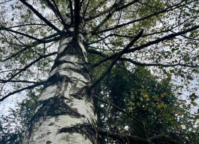 ������ ������ ��������: ��� ��������� ������� ������ � ������