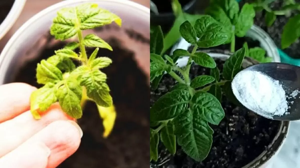 Как янтарная кислота помогает вырастить здоровую рассаду за месяц