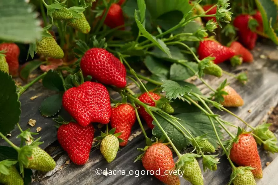 Как вырастить сладкую клубнику в собственном саду: советы и секреты