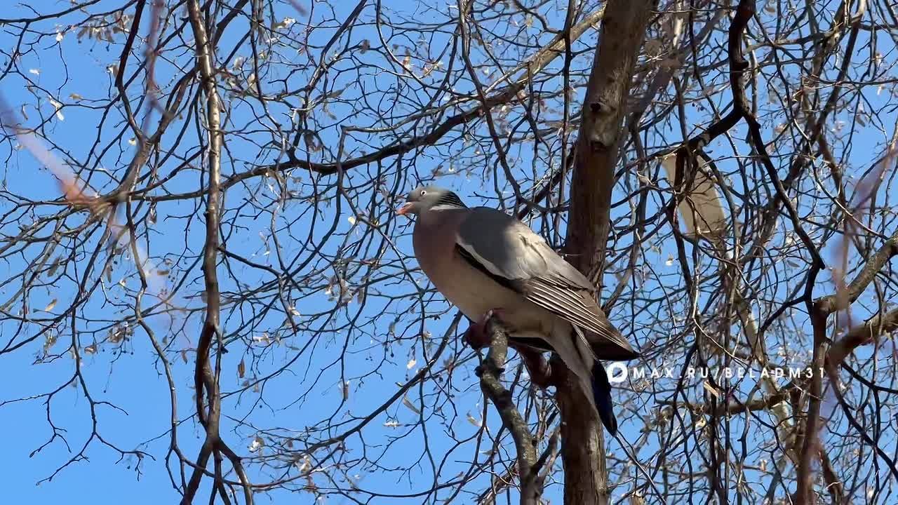 Доброе утро, Белгород!. Сегодня за окном пасмурно