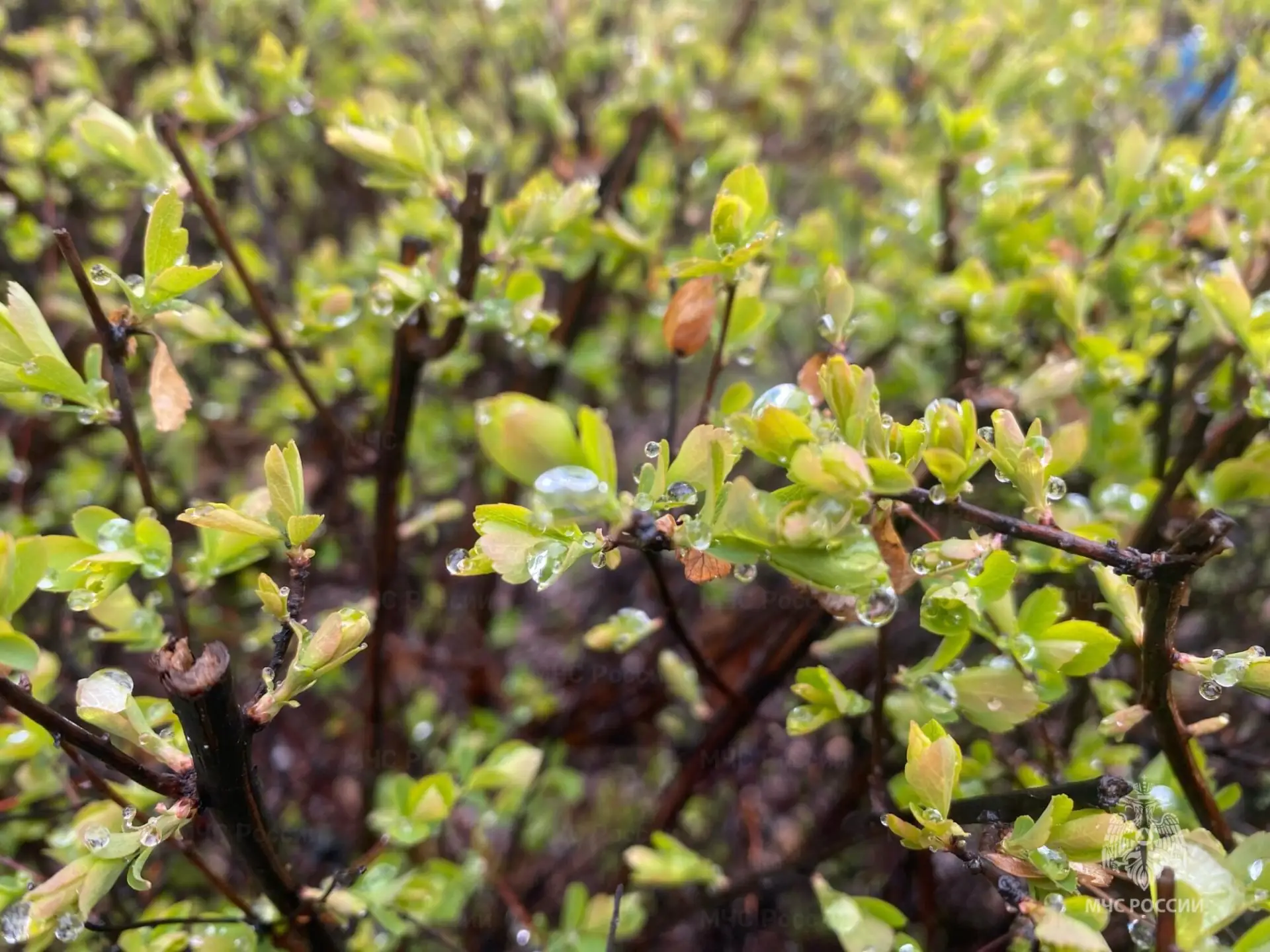 В среду белгородцев ожидает дождливая погода