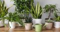 Комнатные растения, которые украсит вашу осень: находите радость в зелени