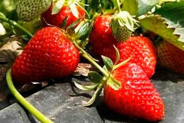 ׸���� ��������: ����������� ����� � ���������� ������ �� ����� �������