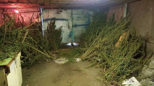 Полицейские изъяли у жительницы Новооскольского округа больше 16 килограммов конопли