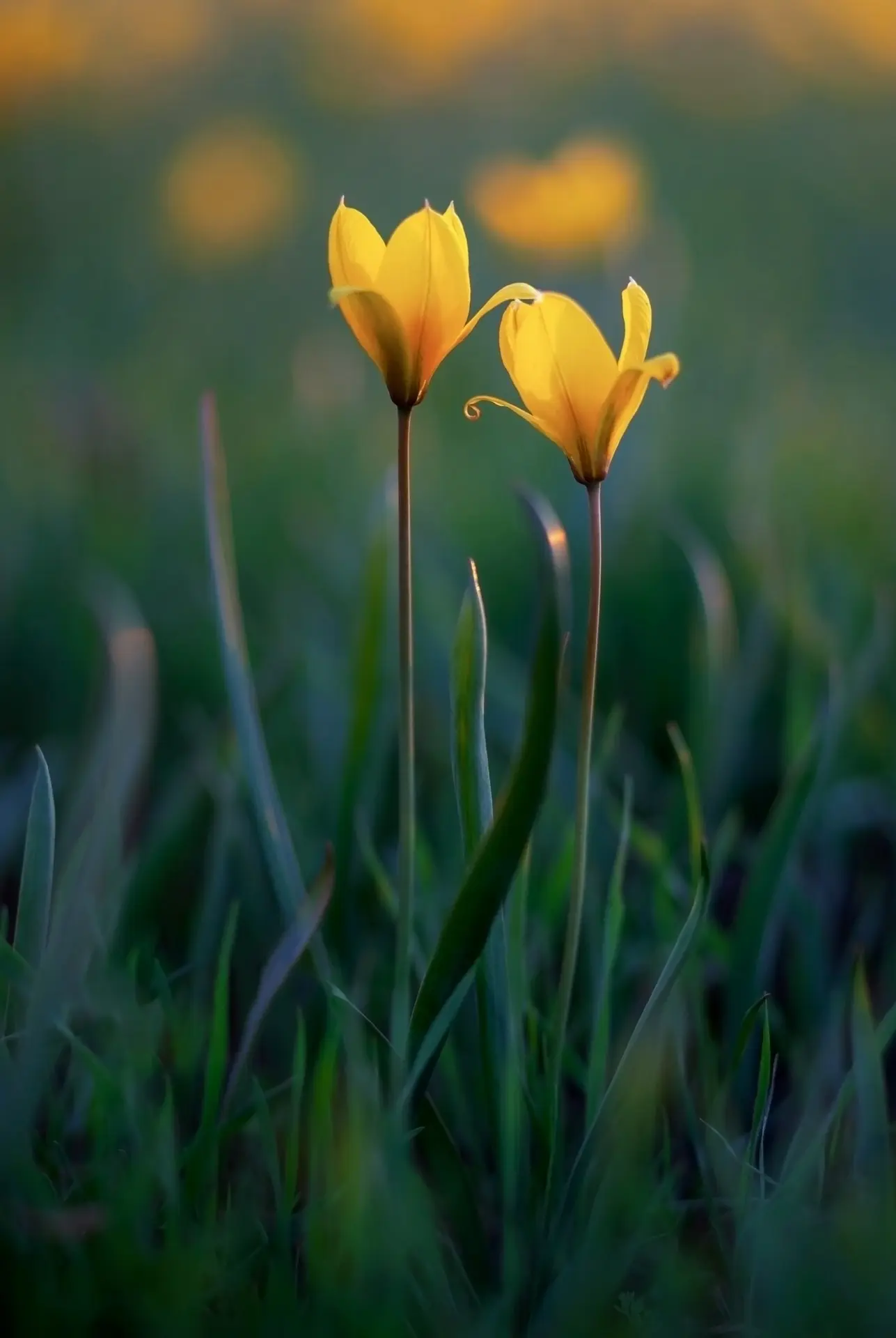 Доброе утро, Белгород!. Сегодня в Белгороде пасмурно, температура воздуха от +5 до +9 градусов