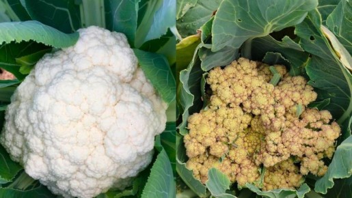 ������� ��������� ����������� ������� �������