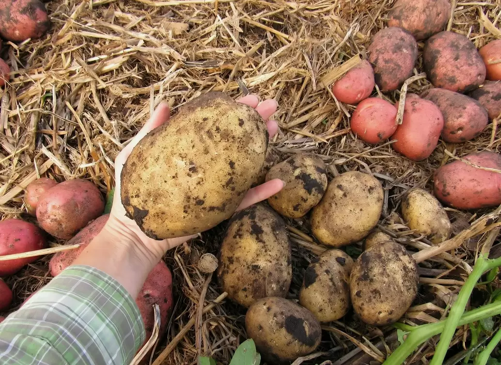 Как собрать максимум картошки с одной сотки: секреты урожайности