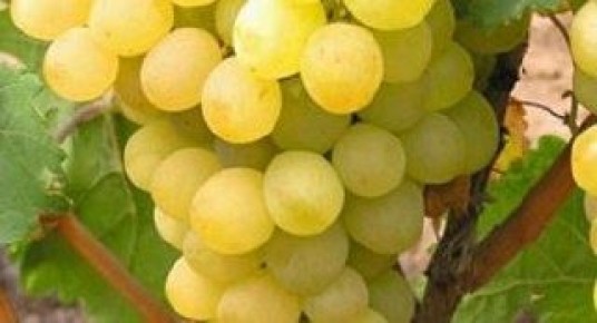 ������� � ����� ������ ���������������: �������� ����� � ������������ �����