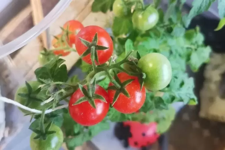 Зимний уют на подоконнике: выращивание овощей для здоровья и удовольствия